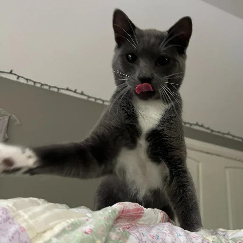 A young medium-sized male Gray & White Tuxedo cat named Grayson for adoption in Dallas, TX