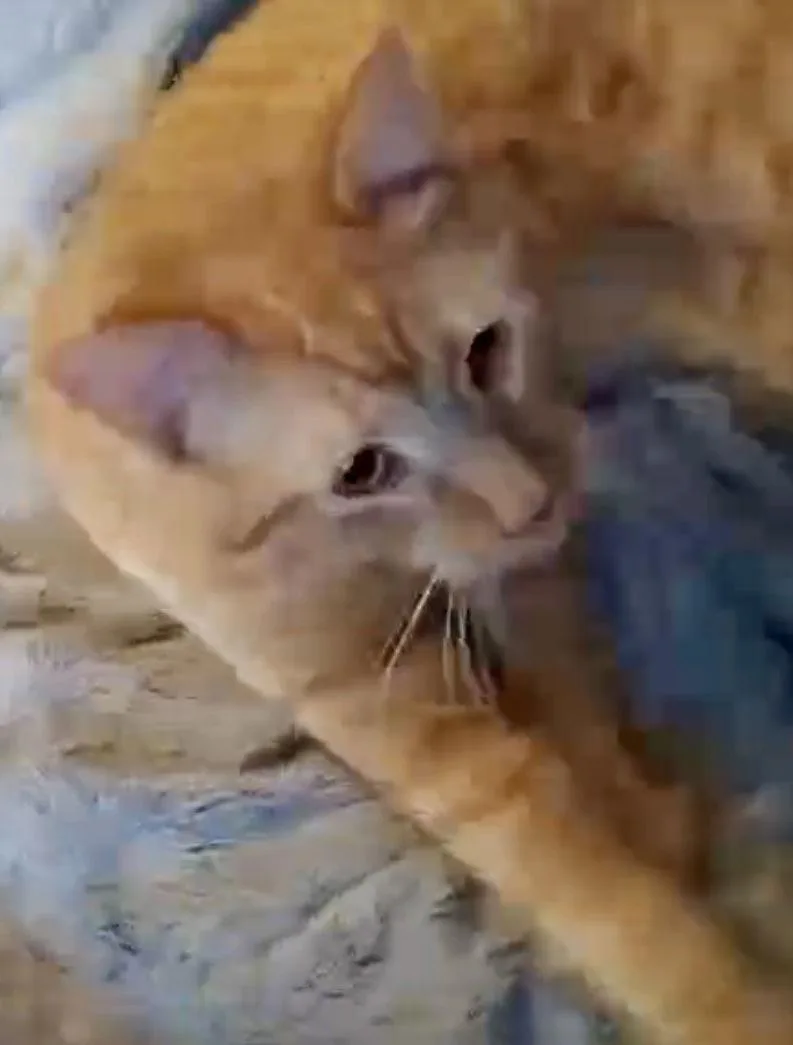 Hercules thumbnail 3