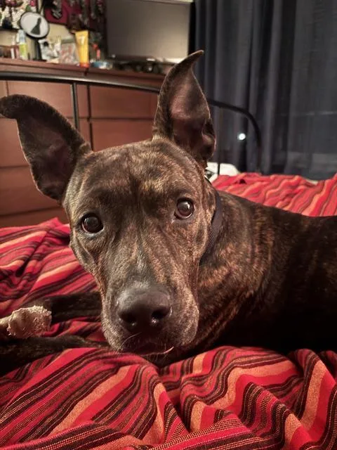 An adult medium-sized female Pit Bull Terrier dog named Whisp for adoption in Kent, WA