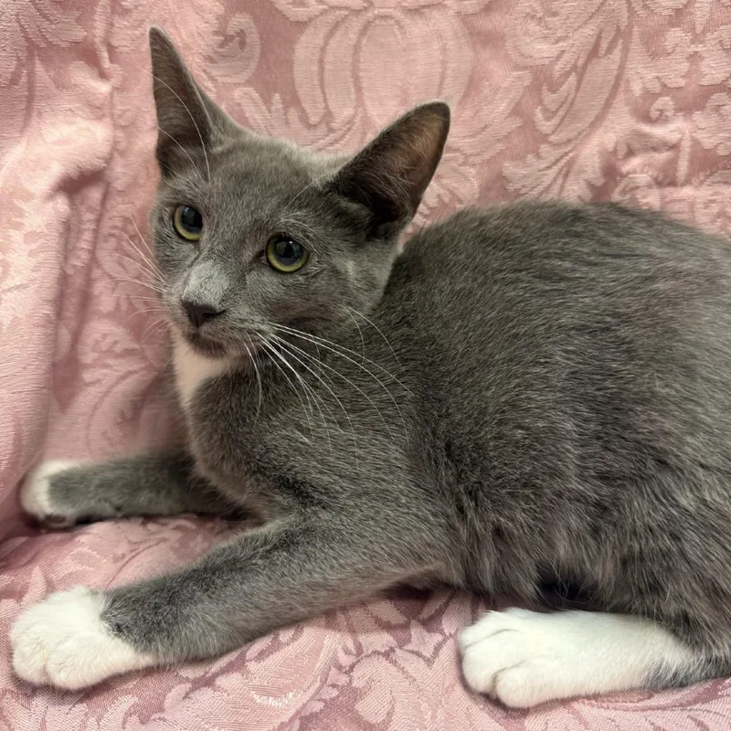 A baby small-sized female Gray / Blue / Silver Domestic Short Hair cat named Drift for adoption in Brea, CA