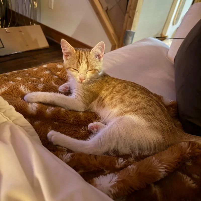 A baby small-sized male Orange / Red Domestic Medium Hair cat named Julio for adoption in Inver Grove Heights, MN