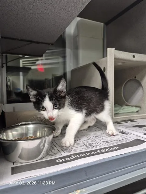 A baby small-sized male Domestic Short Hair cat named Ron Ron for adoption in San Antonio, TX