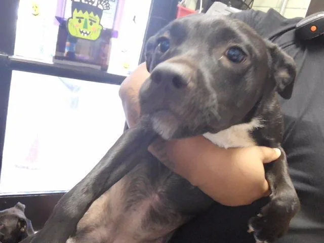 A young medium-sized female Patterdale Terrier / Fell Terrier dog named Mila for adoption in Tulsa, OK