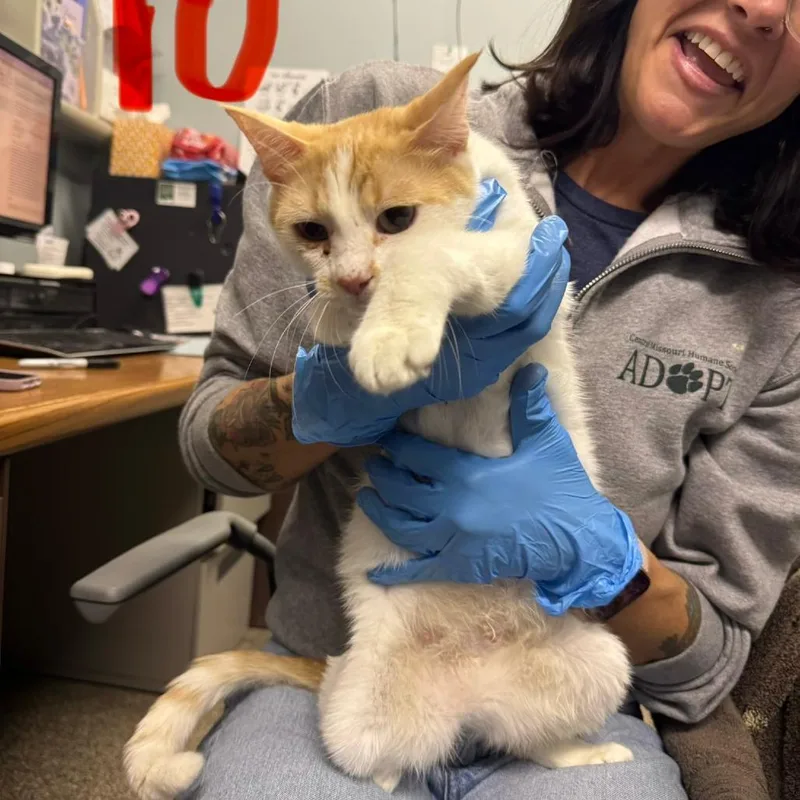 An adult medium-sized female Orange / Red Domestic Short Hair cat named Winnie for adoption in Columbia, MO