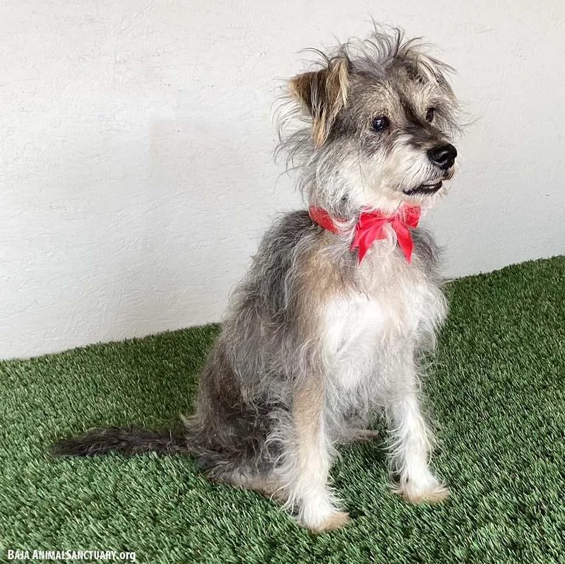 A young small-sized female Gray / Blue / Silver Silky Terrier dog named Anna for adoption in San Diego, CA