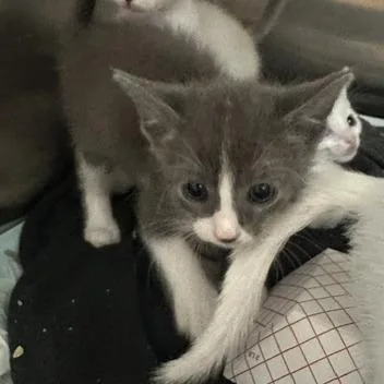 A baby small-sized male Gray / Blue / Silver Domestic Short Hair cat named Dream for adoption in Clearwater, FL