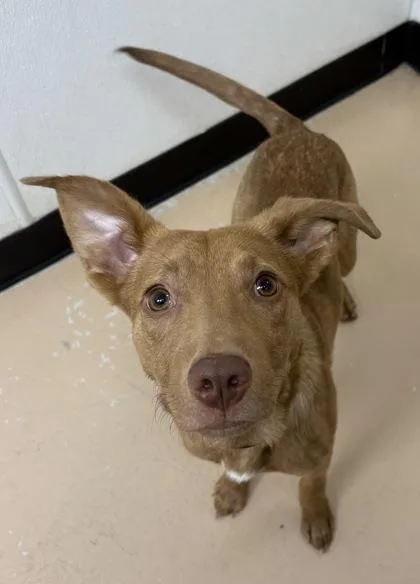 An adult medium-sized male Pit Bull Terrier dog named Griffin for adoption in Phoenix, AZ