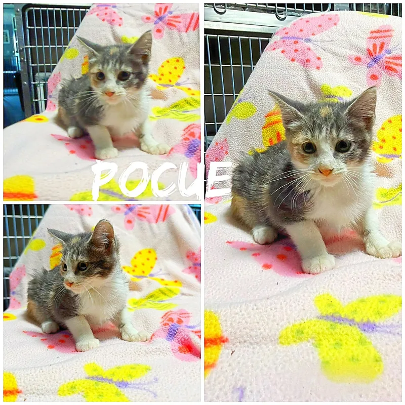 A baby medium-sized female Calico Domestic Short Hair cat named Pocue for adoption in Saint James, MO