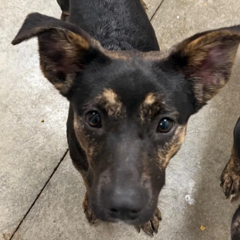A young medium-sized female Brindle Rottweiler dog named Miley for adoption in Muncie, IN