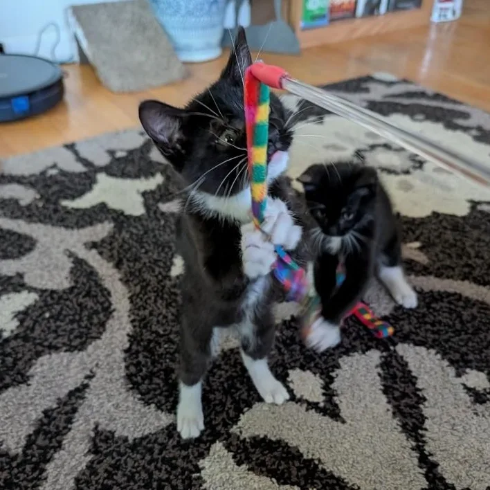 A baby small-sized female Black & White / Tuxedo Domestic Short Hair cat named Mittens Vierra for adoption in Morrison, CO