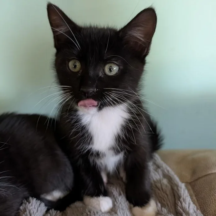 Mittens Vierra thumbnail 2