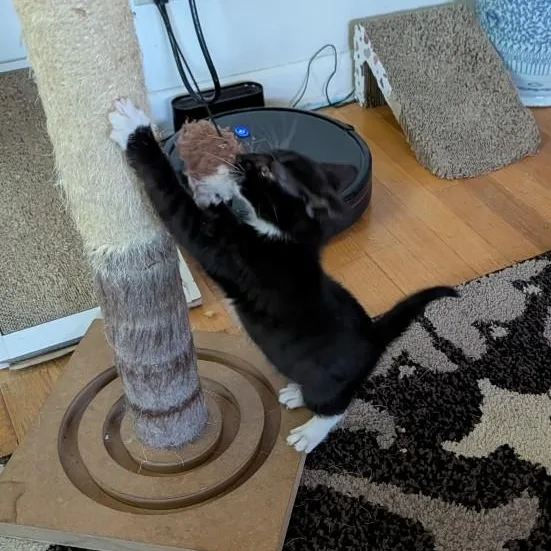 Mittens Vierra thumbnail 3