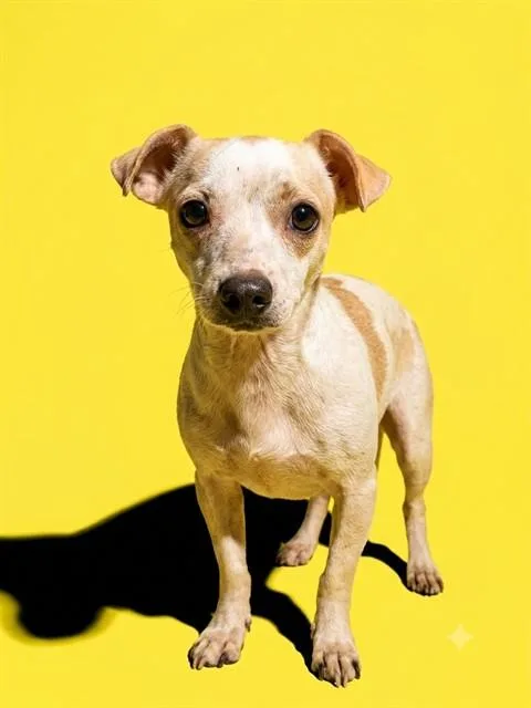 An adult small-sized male Mixed Breed dog named Peanut for adoption in Jacksonville, FL