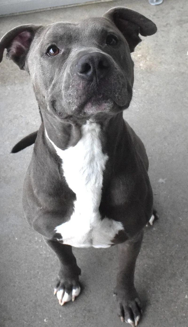 An adult large-sized male Gray / Blue / Silver Pit Bull Terrier dog named "neiko" for adoption in Broken Arrow, OK