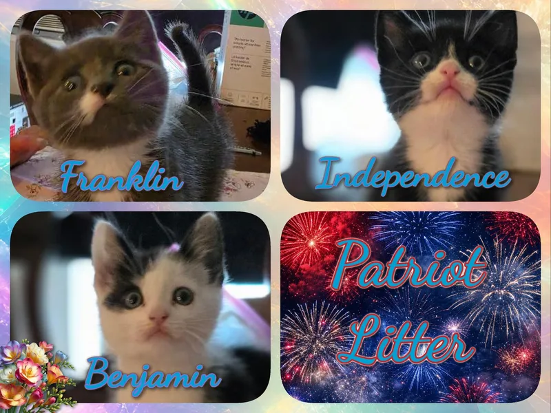 A baby medium-sized male Black & White / Tuxedo Domestic Short Hair cat named The Patriot Litter for adoption in Corinth, NY