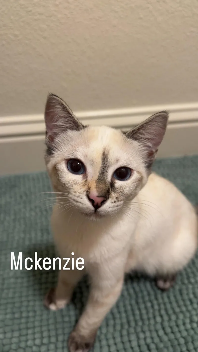 A baby small-sized female Buff & White Domestic Short Hair cat named McKenzie for adoption in Mission Viejo, CA