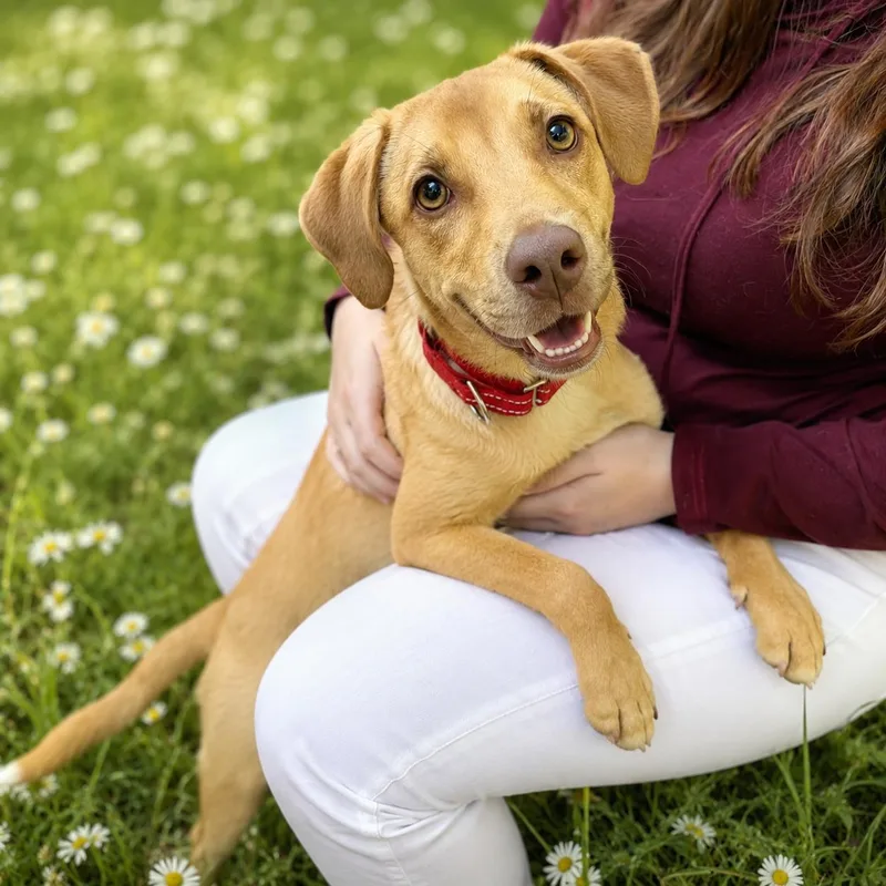 A young medium-sized male Golden Labrador Retriever dog named Gatsby for adoption in POTOMAC, MD