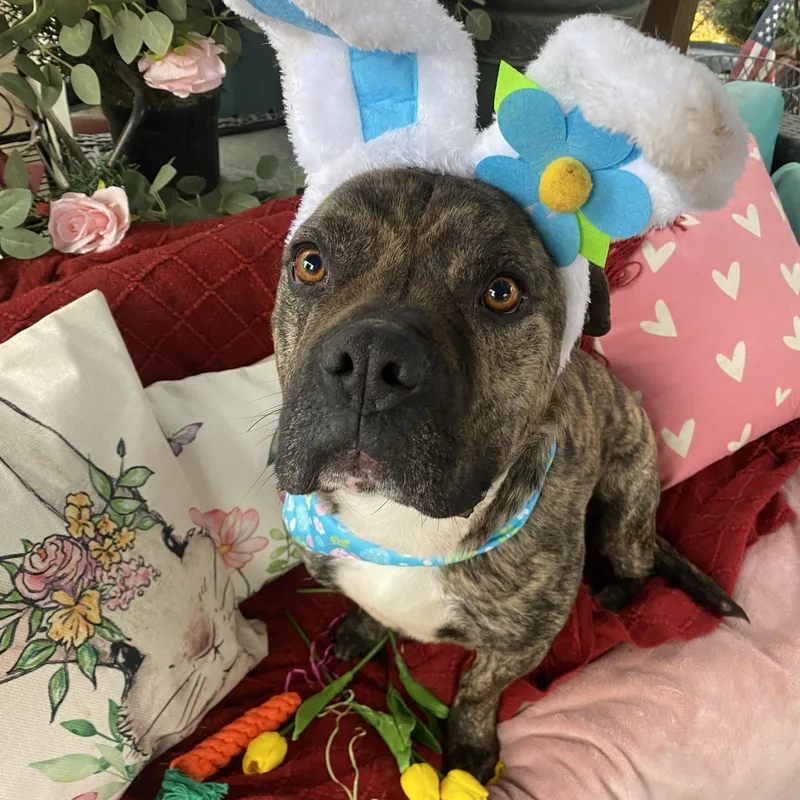 Alex  Petite  thumbnail 3