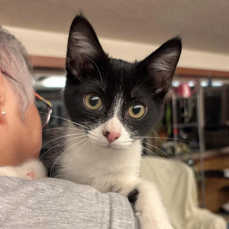 A baby medium-sized male Domestic Short Hair cat named Oreo for adoption in Sonora, CA