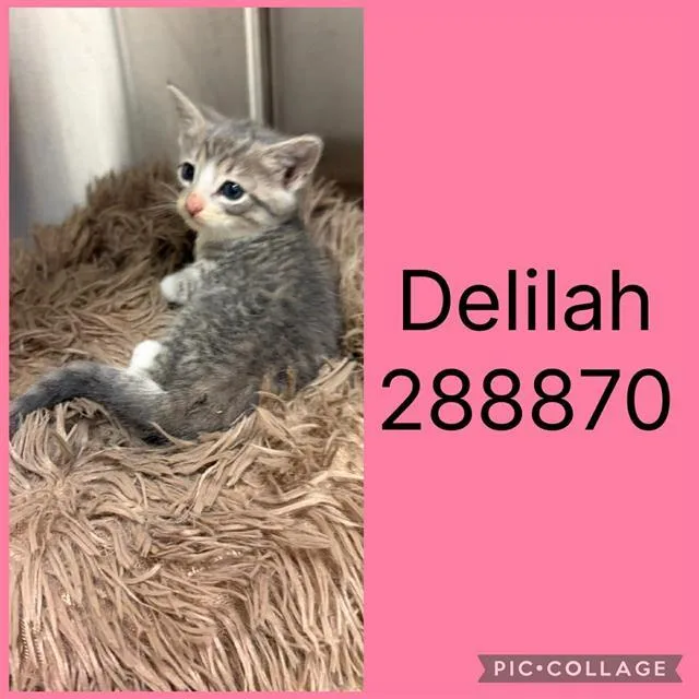 A baby small-sized female Domestic Short Hair cat named Delilah for adoption in Macon, GA