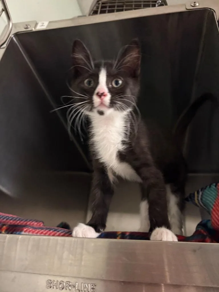 A baby small-sized male Domestic Short Hair cat named Trout for adoption in Ocala, FL