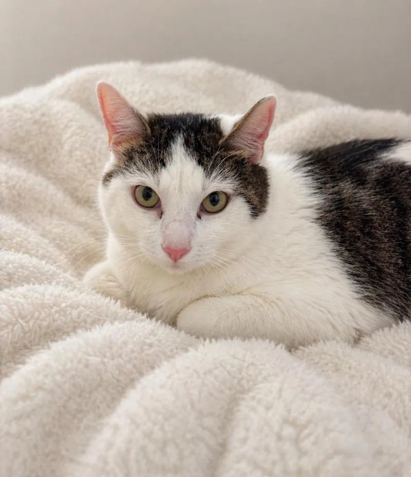 A young small-sized male Domestic Short Hair cat named Chip for adoption in Columbia, TN