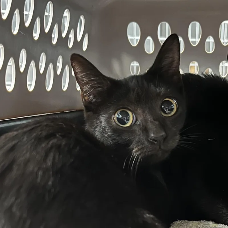 A baby small-sized female Black Domestic Short Hair cat named Plum for adoption in Greensboro, NC