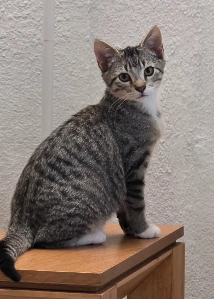 A baby medium-sized male Domestic Short Hair cat named Archie for adoption in Minneapolis, MN
