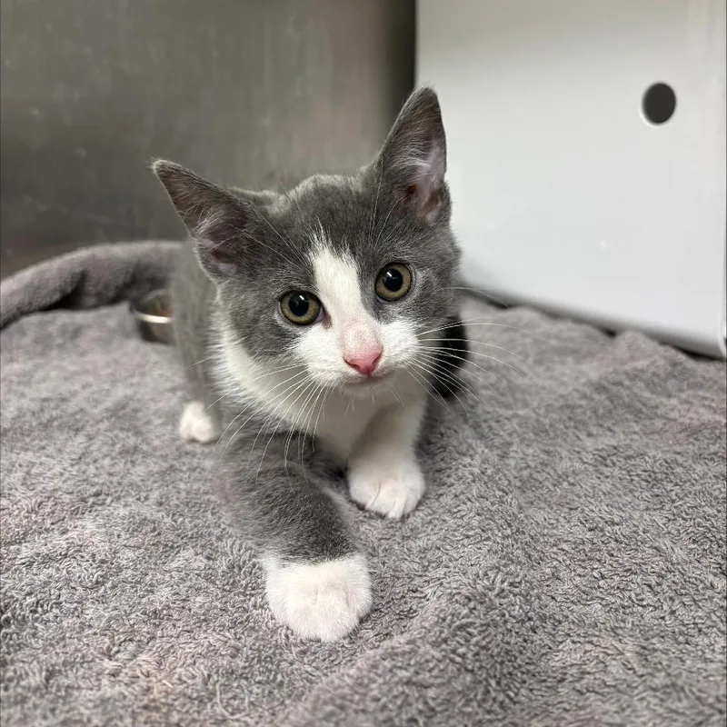 A baby small-sized female Domestic Short Hair cat named Sookie for adoption in Briarcliff Manor, NY