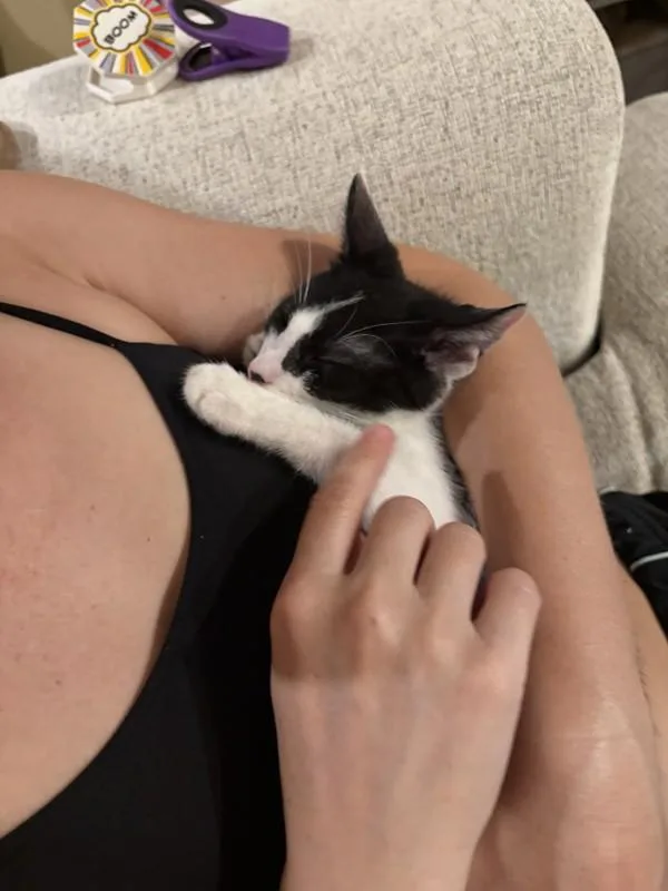 A baby small-sized male Domestic Short Hair cat named Mustang for adoption in San Diego, CA