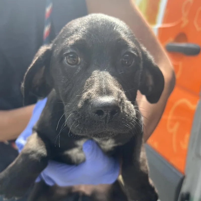 A baby medium-sized female Black Mixed Breed dog named Nicole for adoption in New York, NY