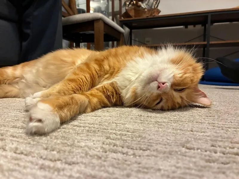 An adult large-sized male Orange & White Domestic Medium Hair cat named Toast for adoption in Vancouver, WA