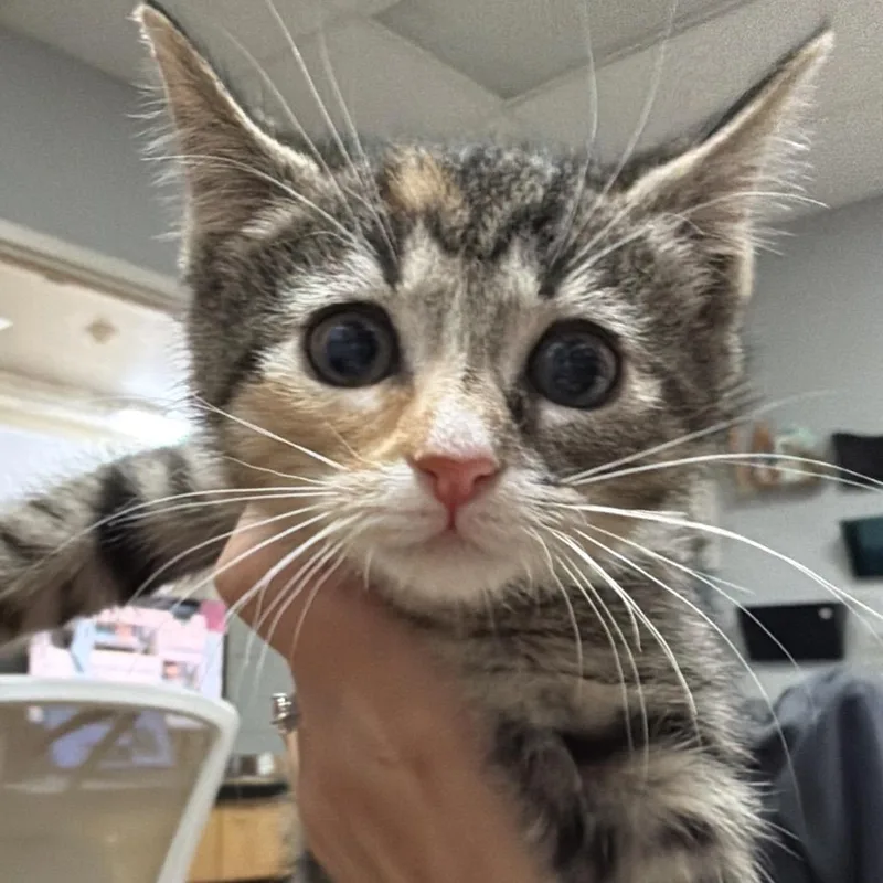 A baby small-sized female Calico Domestic Short Hair cat named Nickelodeon for adoption in Chattanooga, TN