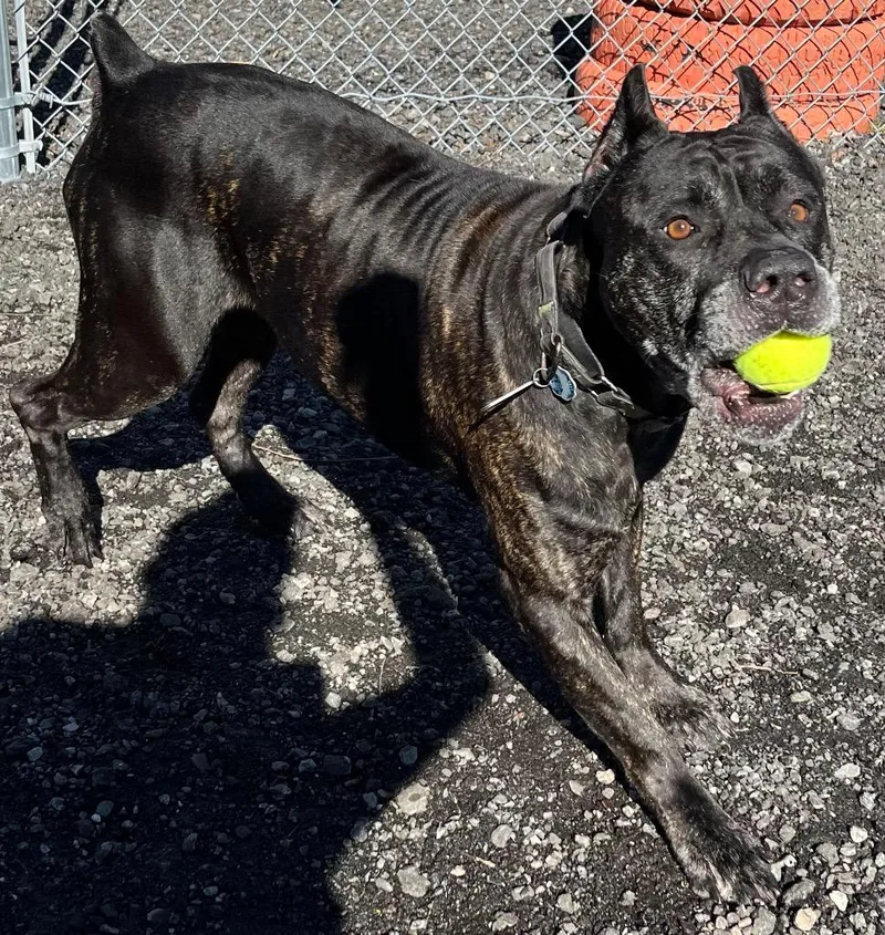An adult extra large-sized male Cane Corso dog named Bane for adoption in Fall River, MA