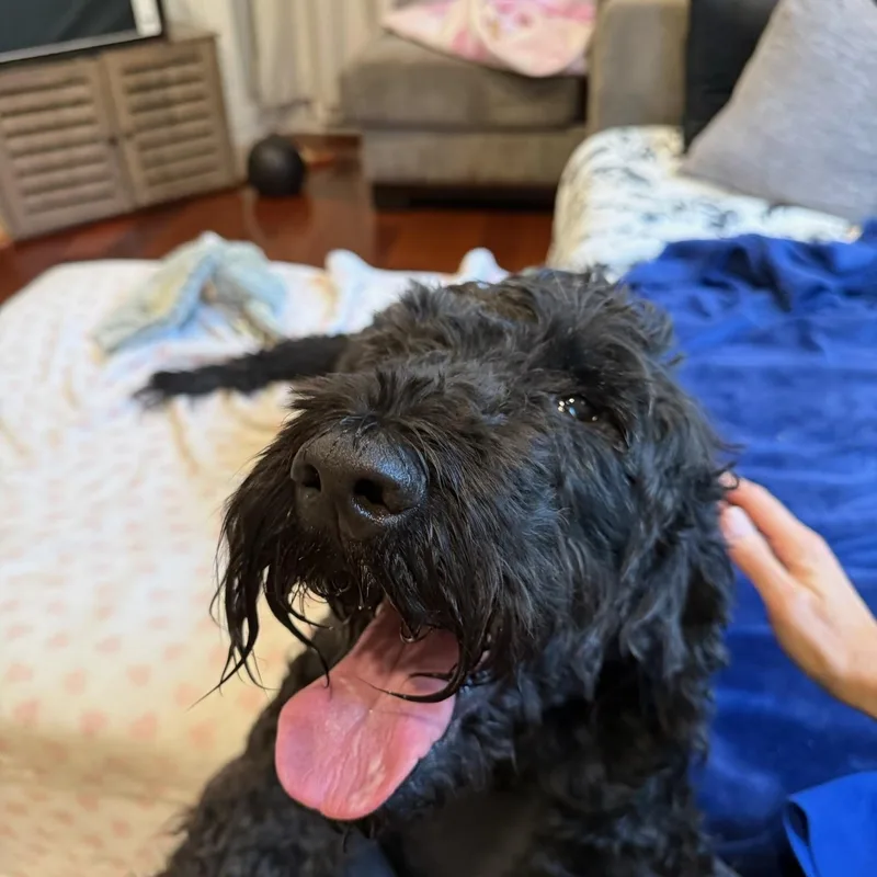 An adult large-sized male Black Goldendoodle dog named Buddy for adoption in Eatontown, NJ