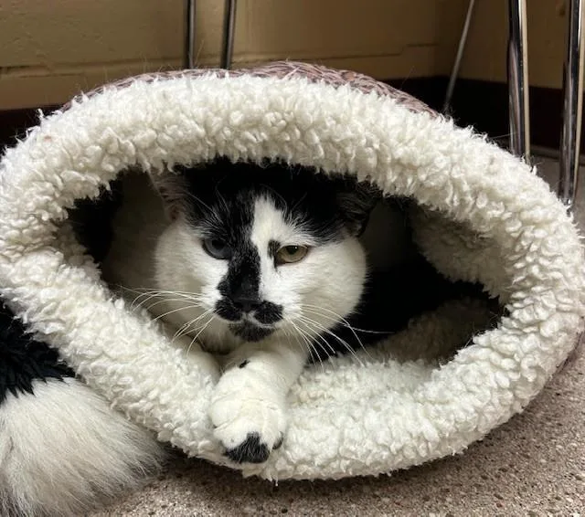 An adult medium-sized male White Domestic Short Hair cat named Cipher for adoption in Willmar, MN