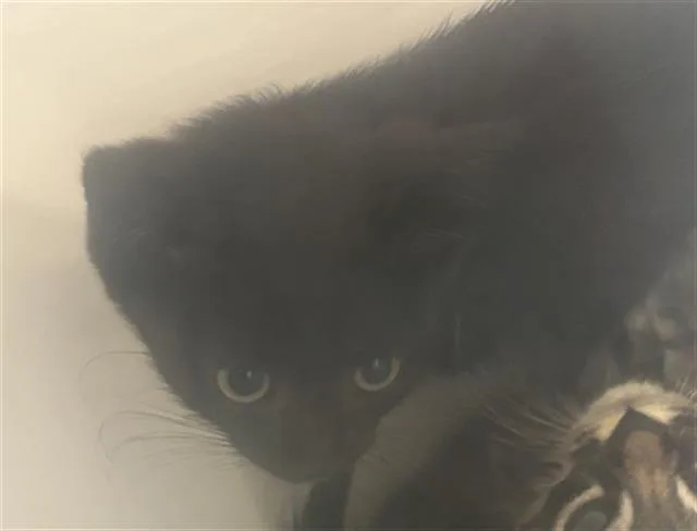 A baby medium-sized female Domestic Short Hair cat named Ocean for adoption in Dallas, TX