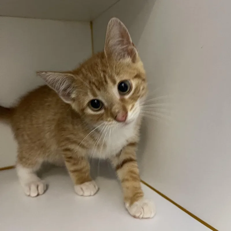 A baby small-sized male Orange / Red Domestic Short Hair cat named Apricat for adoption in Walden, NY