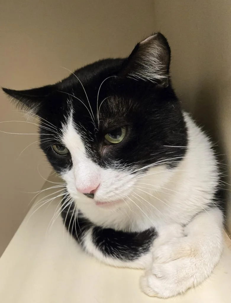 An adult medium-sized male Domestic Short Hair cat named Dezel for adoption in Windsor, CT