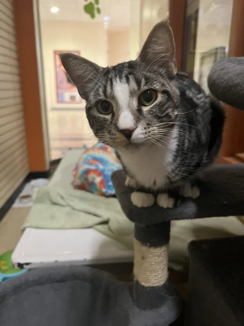 A young medium-sized male Domestic Short Hair cat named Pewter for adoption in Blasdell, NY