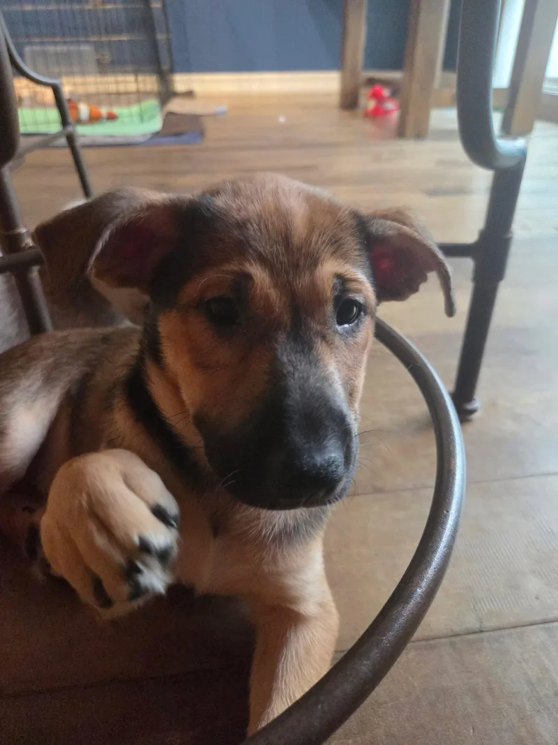 A baby medium-sized female Cattle Dog named Emma's Cricket for adoption in San Diego, CA