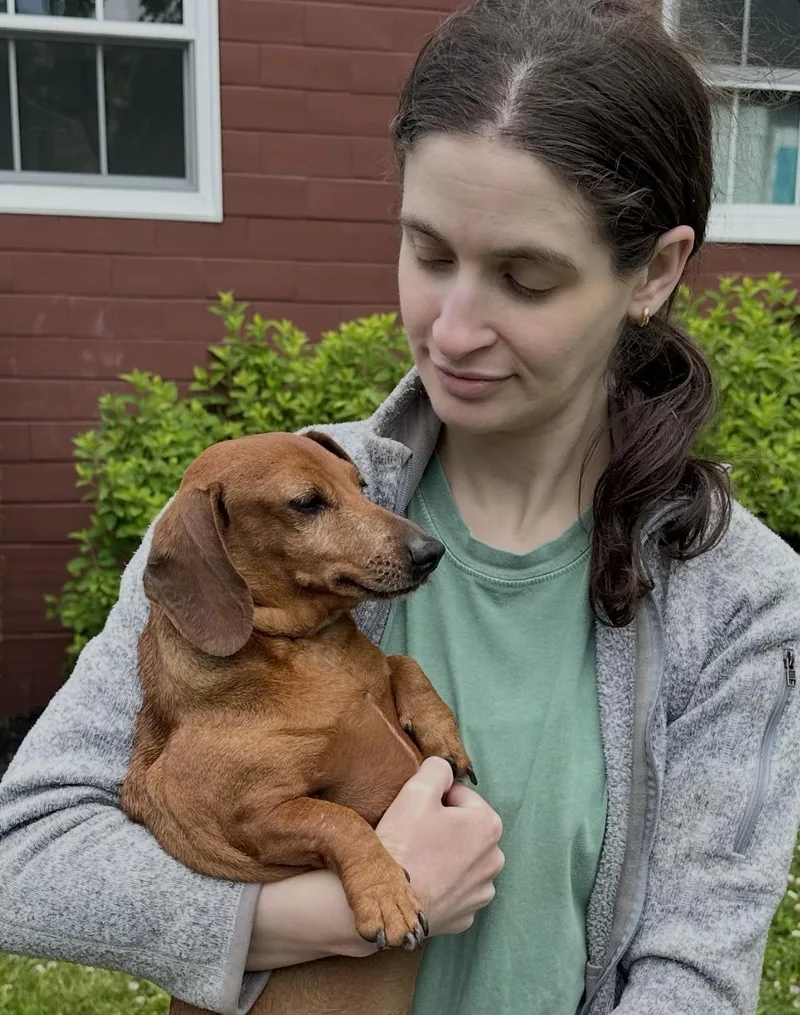 A young small-sized female Dachshund dog named Schnitzel for adoption in Chester Springs, PA