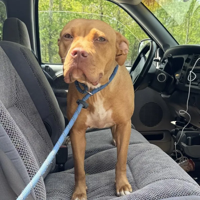 A young medium-sized female Red / Chestnut / Orange Pit Bull Terrier dog named Cici for adoption in Columbus, NC