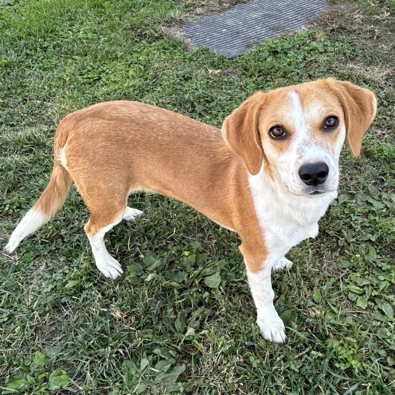 A young small-sized female Beagle dog named Aspen for adoption in Norwood, OH