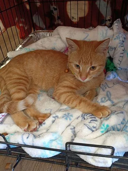 A young small-sized female Domestic Short Hair cat named Babie for adoption in Atlanta, GA