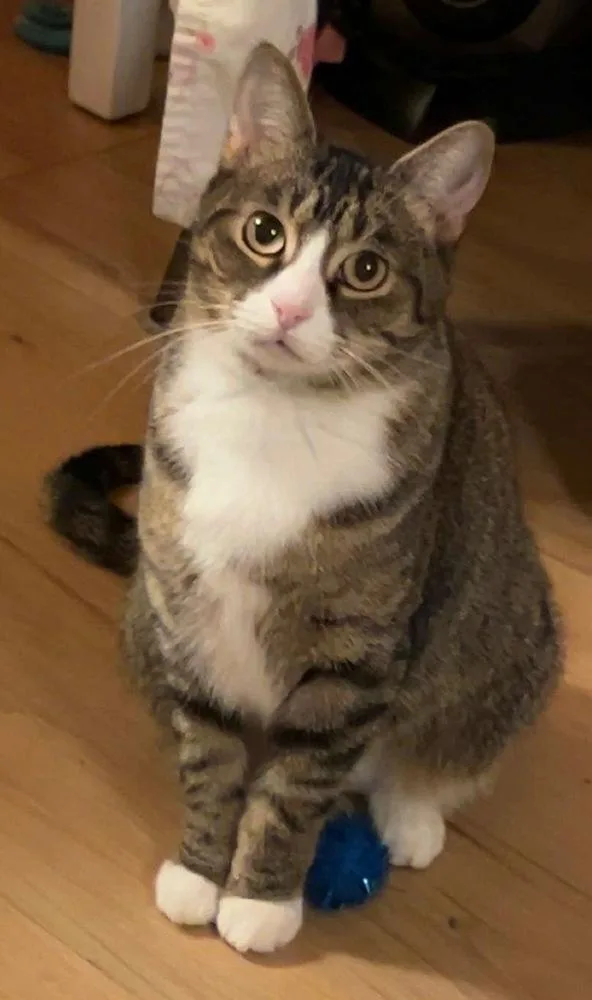 A young medium-sized female Domestic Short Hair cat named Suzy for adoption in Lansing, MI