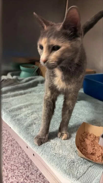 An adult small-sized female Domestic Short Hair cat named Misti for adoption in West Chester, PA