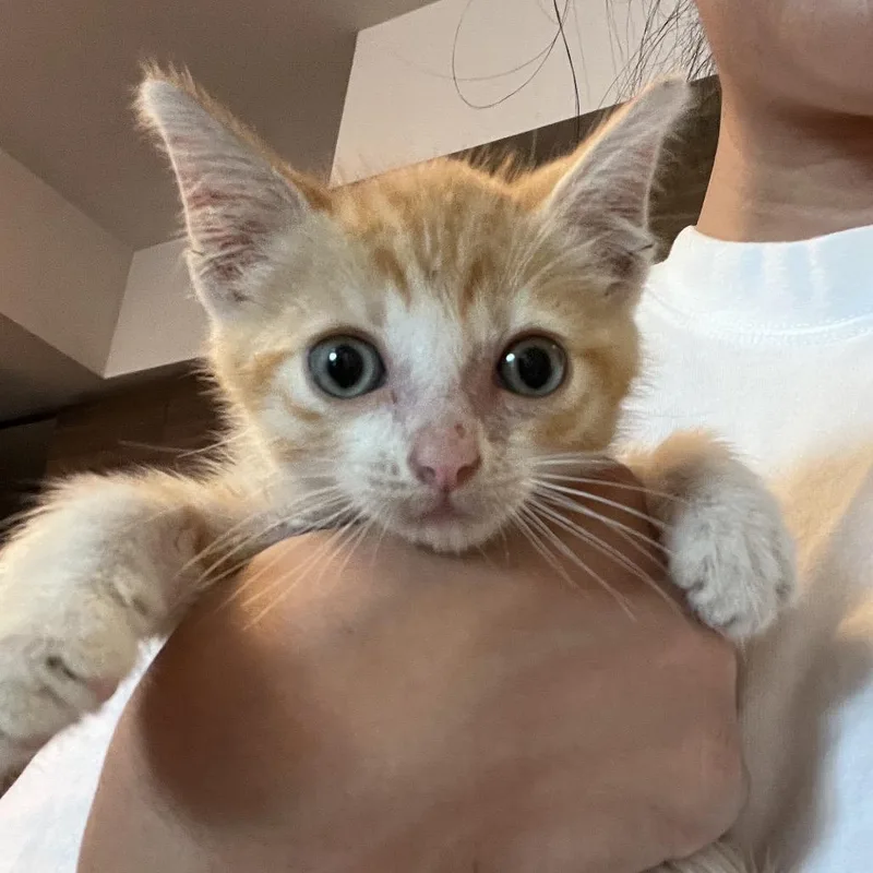 A baby small-sized male Orange / Red Domestic Short Hair cat named Rock for adoption in Los Angeles, CA