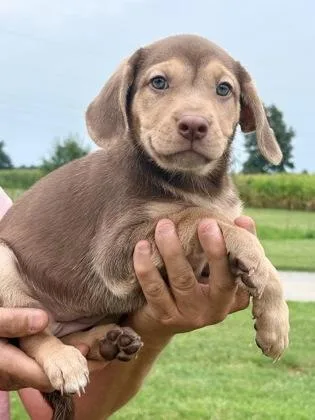 Lila