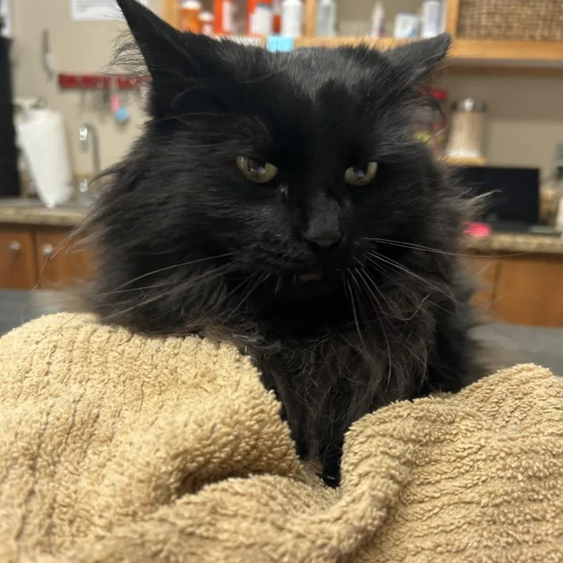 An adult large-sized female Black Domestic Long Hair cat named Dragon for adoption in Norfolk, NE